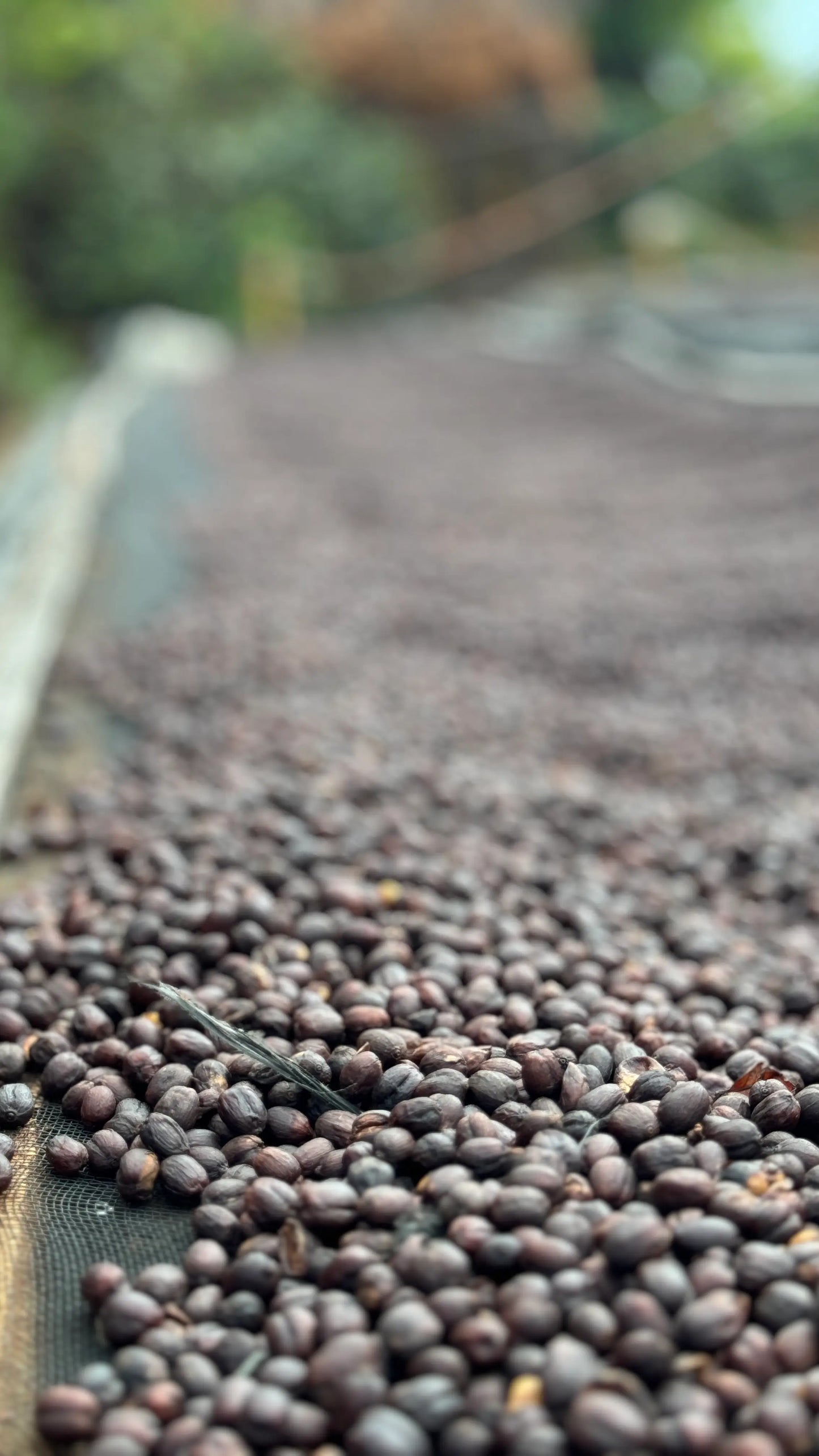 De la Sierra Café – Caturra Lavé – Pérou – 250g – Café en grain