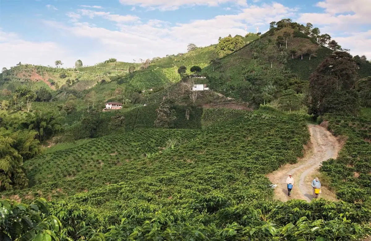 De la Sierra Café – Décaféiné Castillo – Colombie – 250g – Café en grain