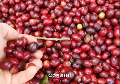 Corsini Guatemala 100% Arabica 250g - café en grain, paquet de face