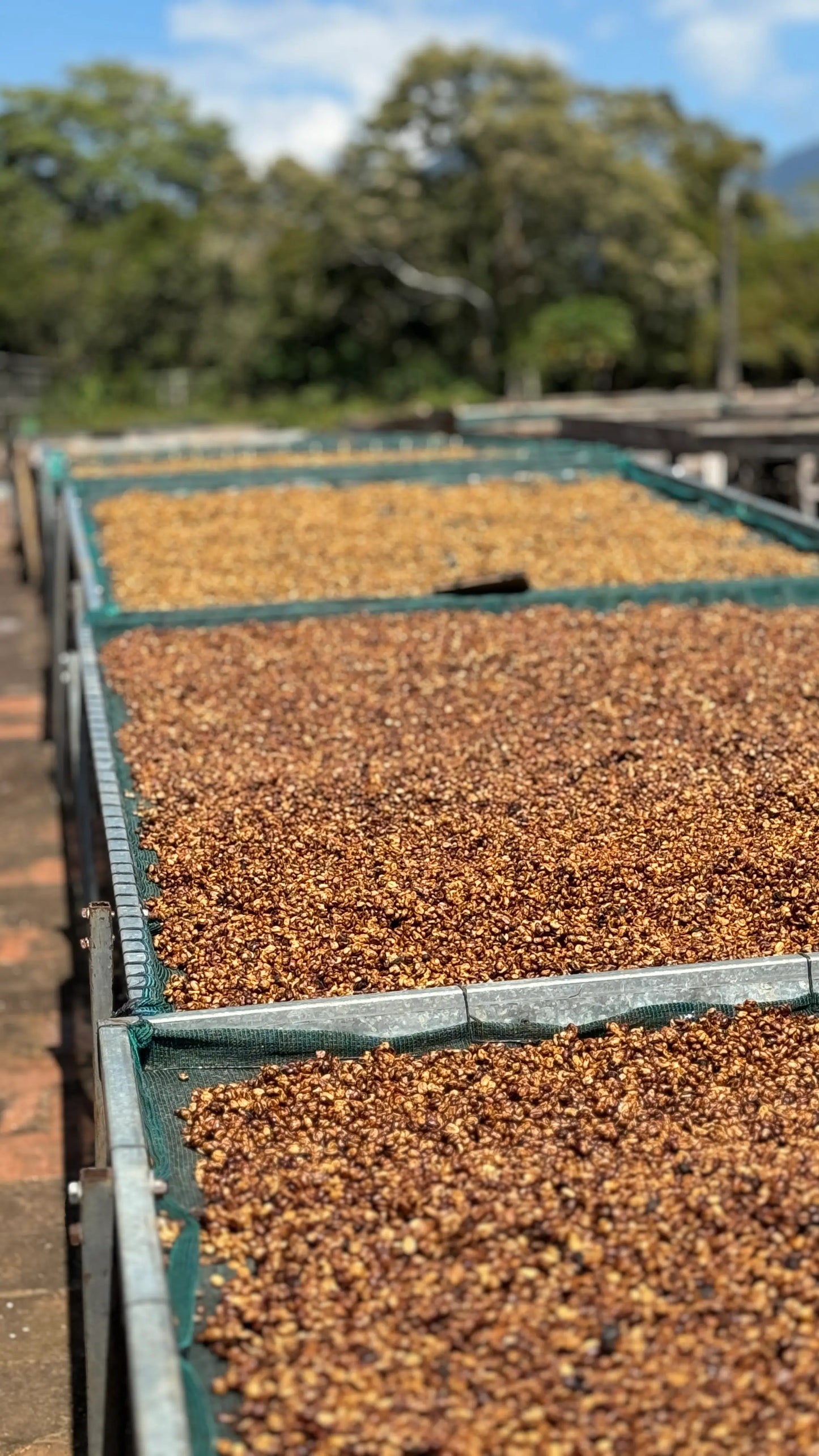 De la Sierra Café – Castillo Lavé – Colombie – 250g – Café en grain