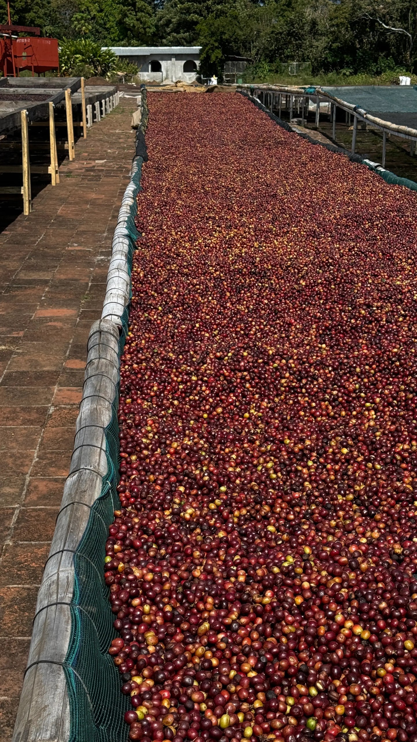 De la Sierra Café – Castillo Lavé – Colombie – 250g – Café en grain