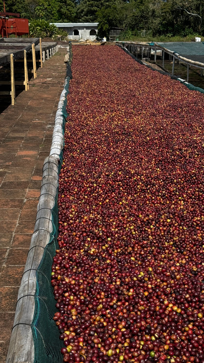 De la Sierra Café – Castillo Lavé – Colombie – 250g – Café en grain